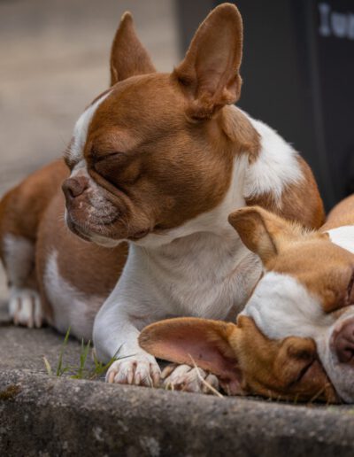 Boston Terrier