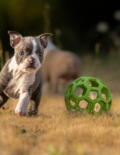 Boston Terrier