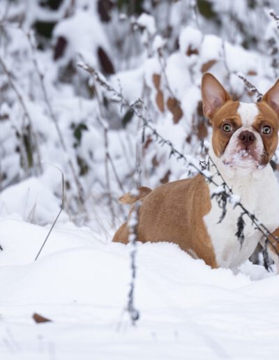 Boston Terrier