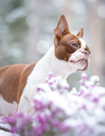 Boston Terrier