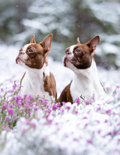 Boston Terrier