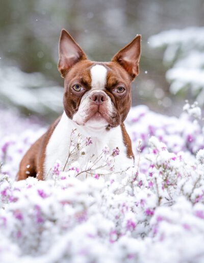 Boston Terrier