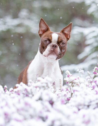 Boston Terrier