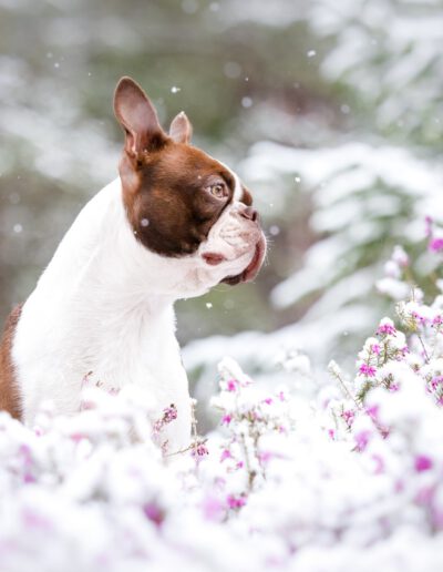 Boston Terrier