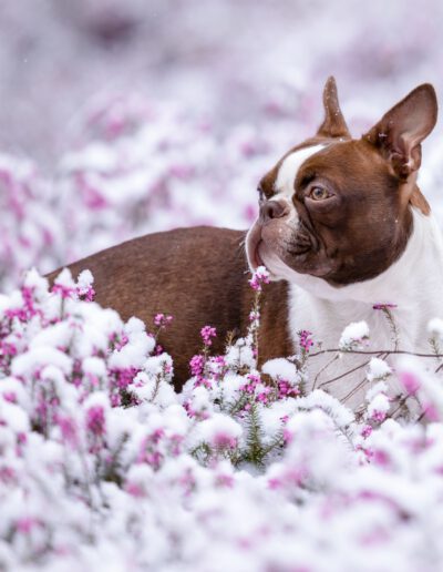 Boston Terrier