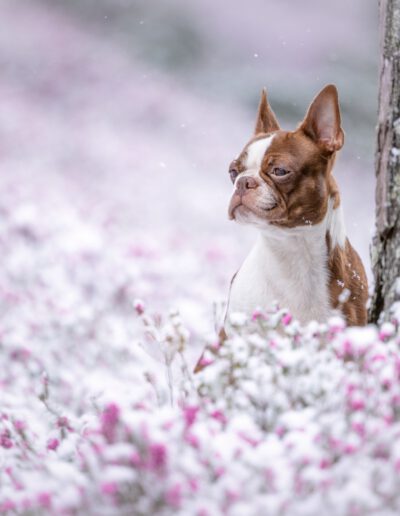 Boston Terrier