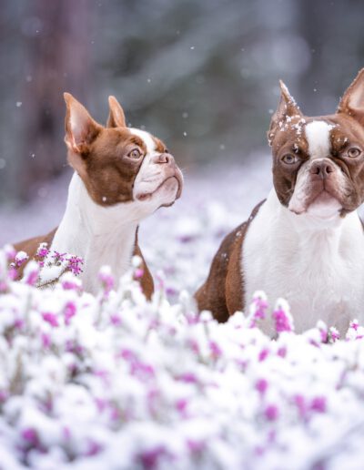 Boston Terrier