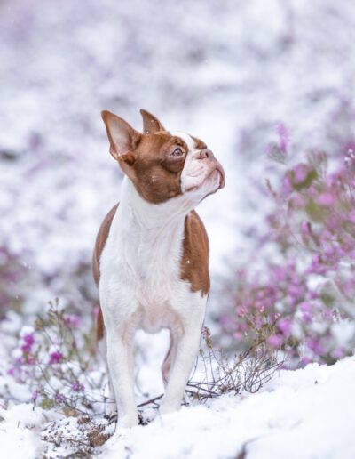 Boston Terrier