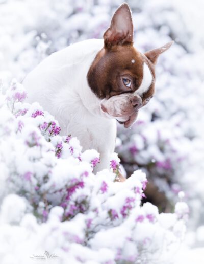 Boston Terrier