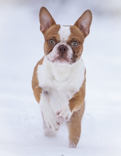 Boston Terrier