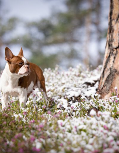 Boston Terrier