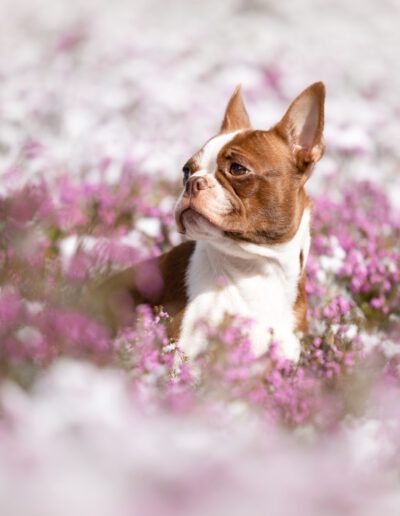 Boston Terrier