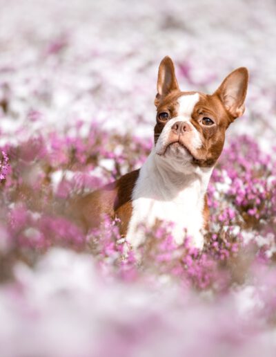 Boston Terrier