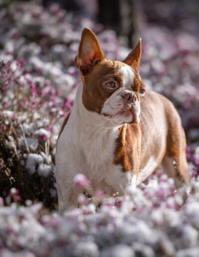 Boston Terrier