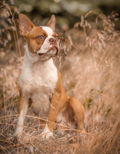 Boston Terrier