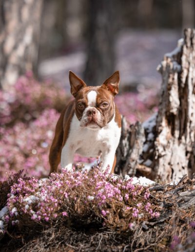 Boston Terrier