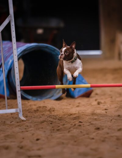 Boston Terrier