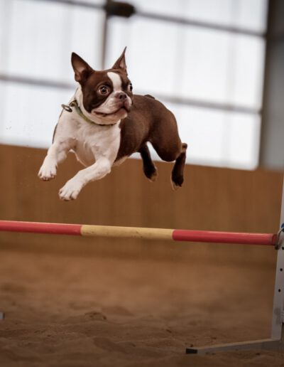 Boston Terrier