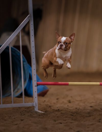 Boston Terrier