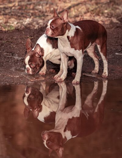 Boston Terrier