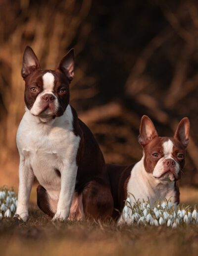 Boston Terrier