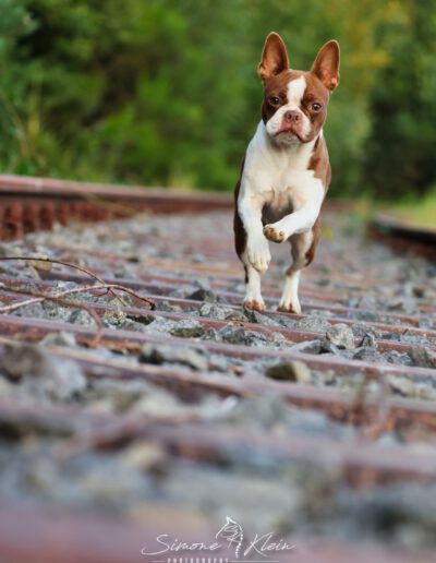 Boston Terrier