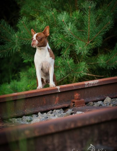 Boston Terrier