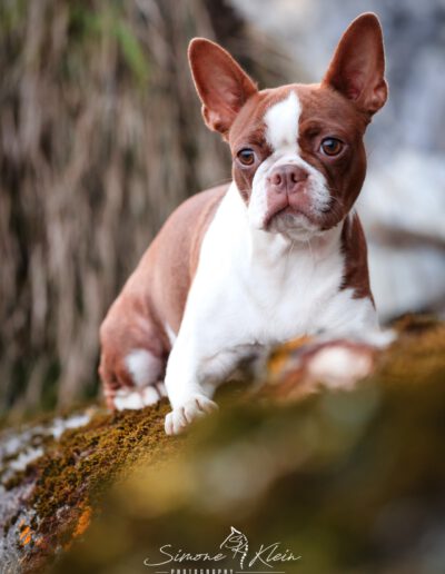 Boston Terrier