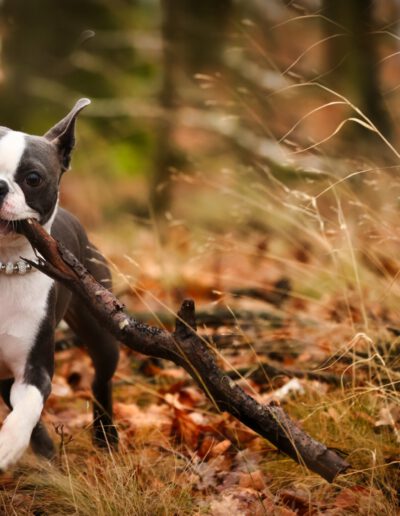 Boston Terrier