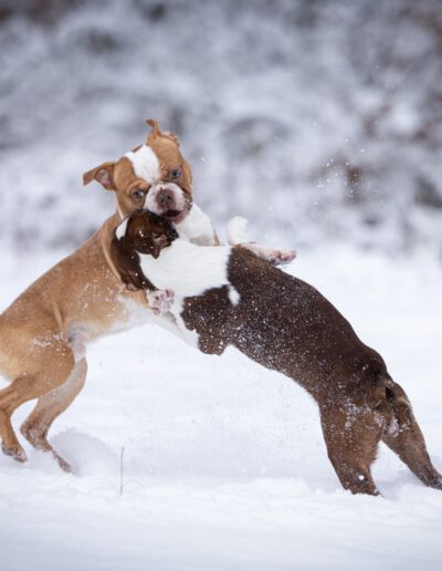 Boston Terrier