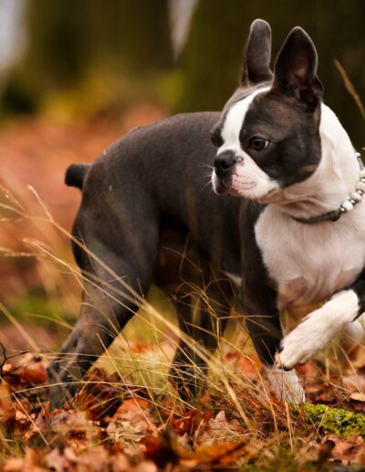 Boston Terrier