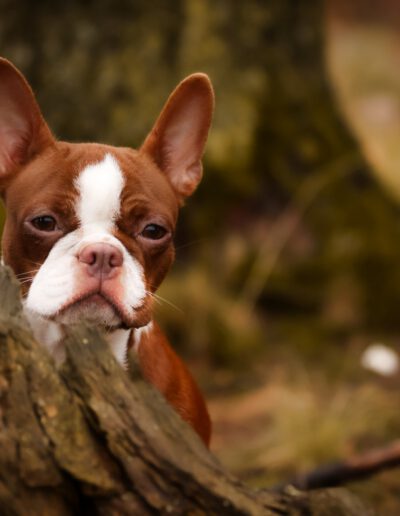 Boston Terrier