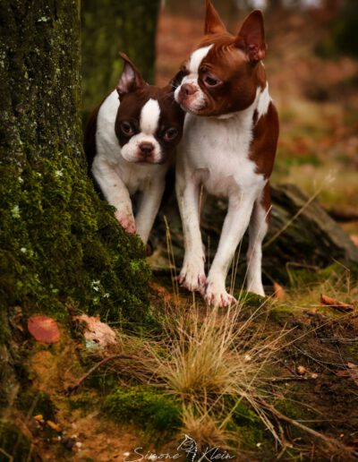 Boston Terrier