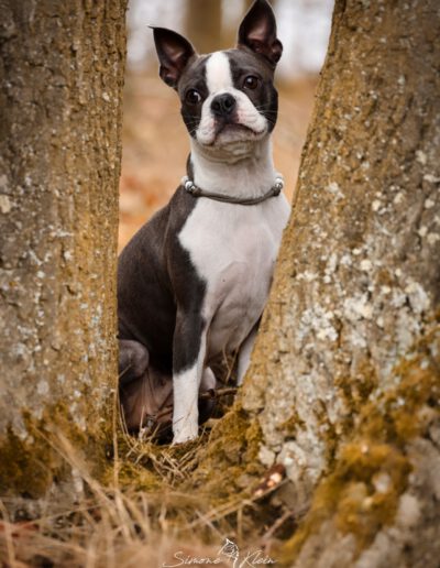 Boston Terrier