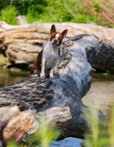 Boston Terrier