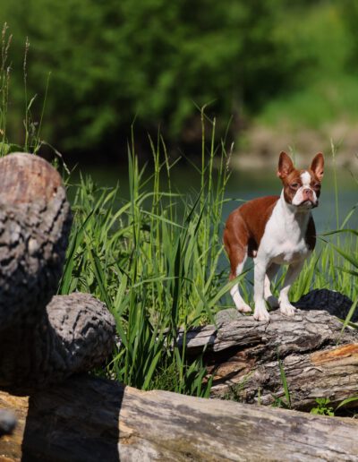 Boston Terrier