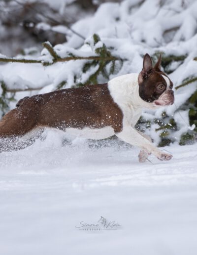 Boston Terrier