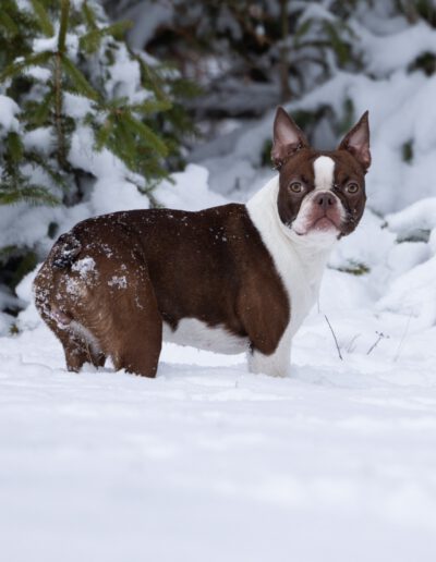 Boston Terrier