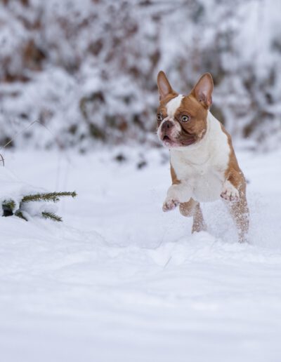 Boston Terrier