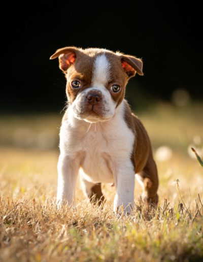 Boston Terrier