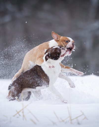 Boston Terrier