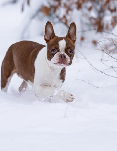 Boston Terrier