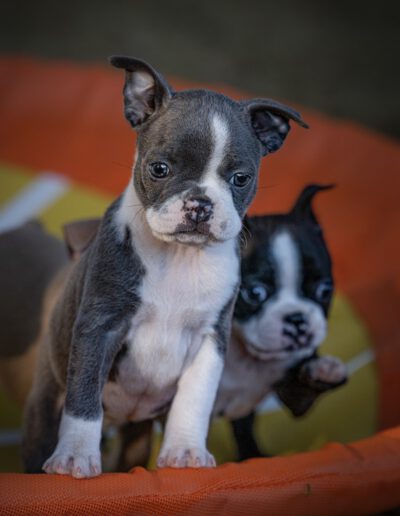 Boston Terrier