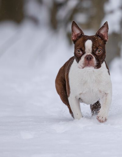 Boston Terrier