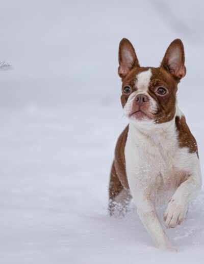 Boston Terrier