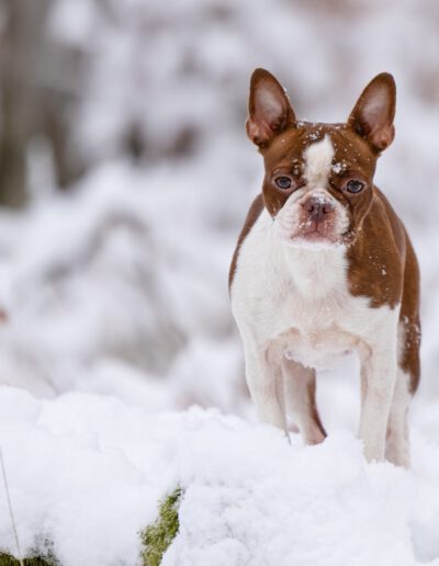 Boston Terrier