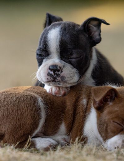 Boston Terrier