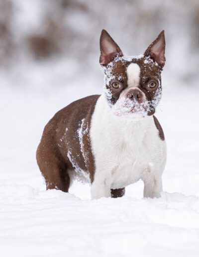 Boston Terrier