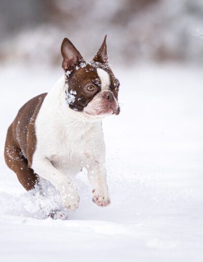 Boston Terrier