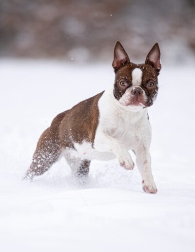 Boston Terrier